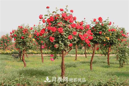 月季种类有哪些？带你了解藤本、灌木、微型、树状(图4)