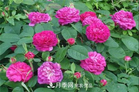月季种类有哪些？带你了解藤本、灌木、微型、树状(图2)