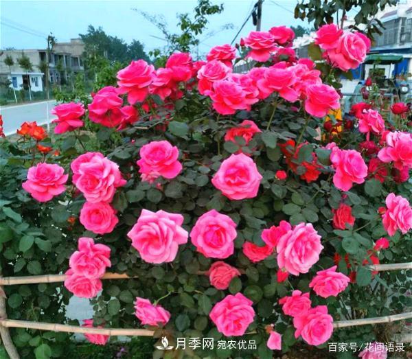 安徽铜陵公路旁种满“高级月季”,大家说太漂亮,绕路也要去看花(图3) 安徽铜陵公路旁种满大花月季,太漂亮绕路也要去看(图3)