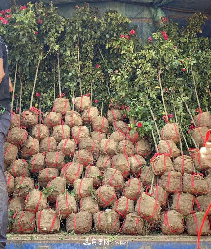 供应四川小高杆月季，棒棒糖月季批发(图3)