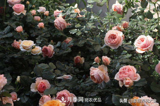养多少月季，才能实现切花自由？这3棵就够了(图4)