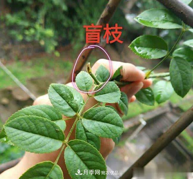 月季盲芽怎么修剪？(图2)