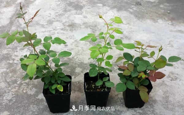 月季花幼苗怎样栽培？月季苗种植方法(图1)