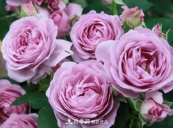 月季网，月季花秋季施肥方法(图2)