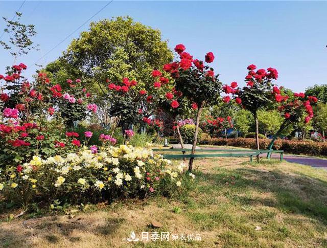 南阳市内乡县月季产业助力脱贫增收(图1)