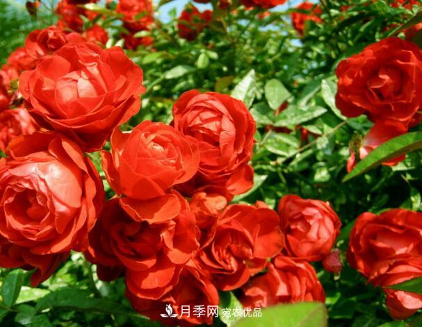 藤本月季与地被月季的品种介绍(图5)