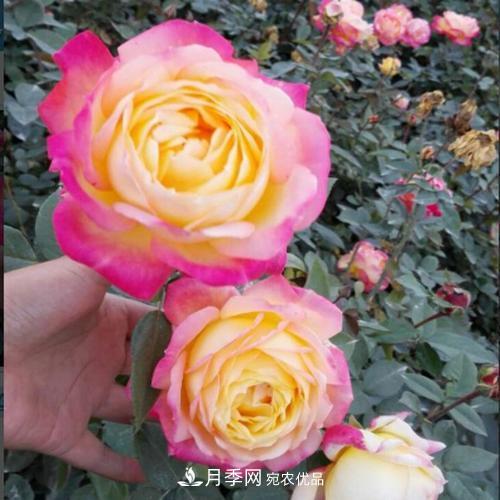 分享10种大花月季，每一款开花鲜艳香味清新(图2)