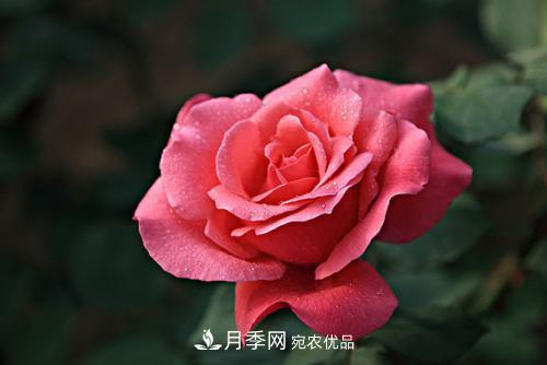 分享10种大花月季，每一款开花鲜艳香味清新(图4)