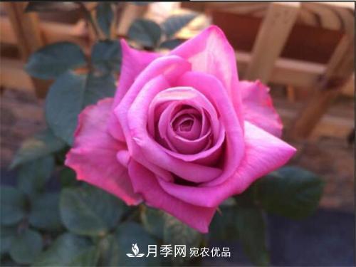 分享10种大花月季，每一款开花鲜艳香味清新(图8)