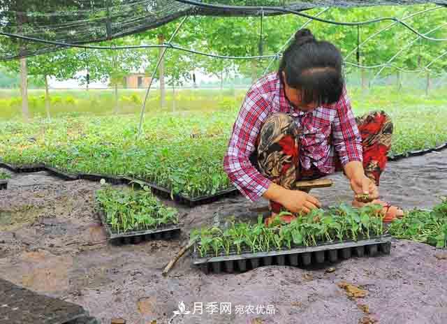 分享月季扦插的最佳时间(图1)