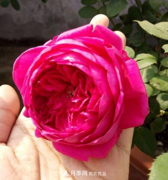 广东种月季，首选这15种，一年花开10个月！(图19)