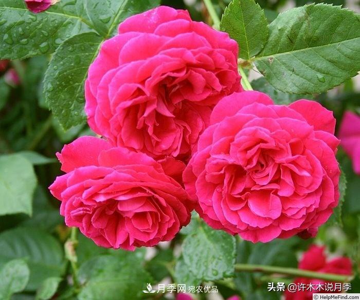 25个丰花浓香的波旁月季。拥有中国血统，不仅抗病还能做花墙(图9)