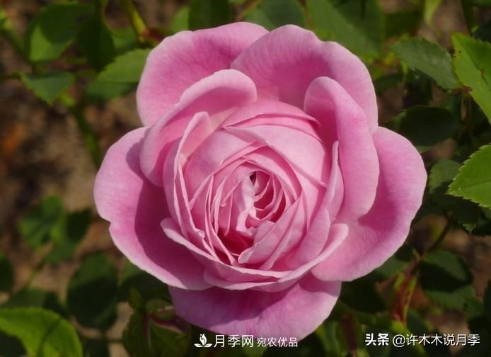 25个丰花浓香的波旁月季。拥有中国血统，不仅抗病还能做花墙(图17)