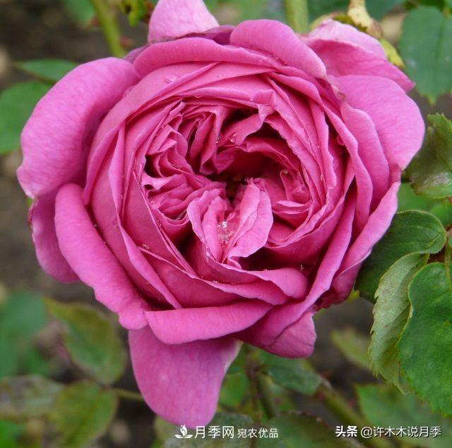 25个丰花浓香的波旁月季。拥有中国血统，不仅抗病还能做花墙(图15)