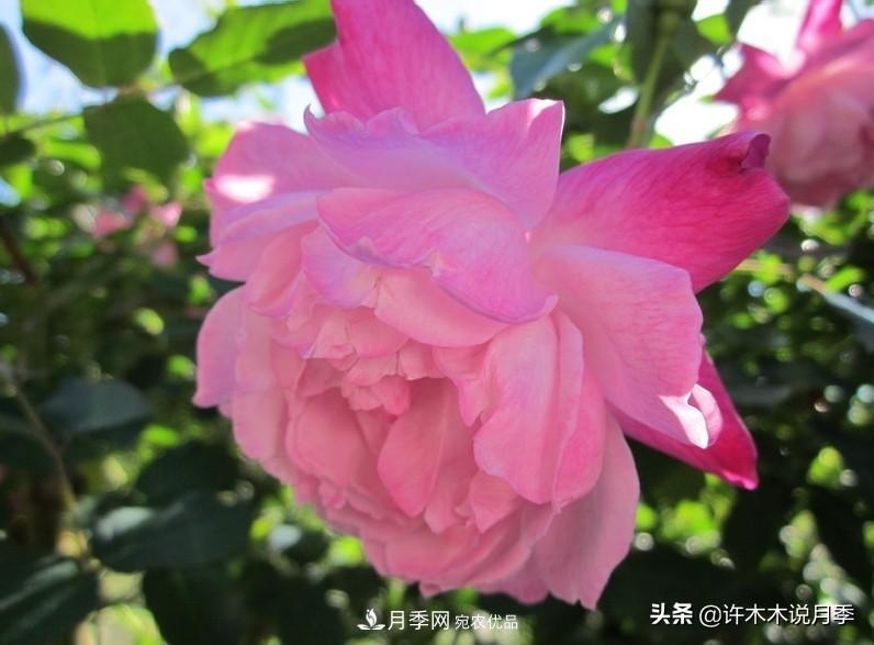 25个丰花浓香的波旁月季。拥有中国血统，不仅抗病还能做花墙(图14)