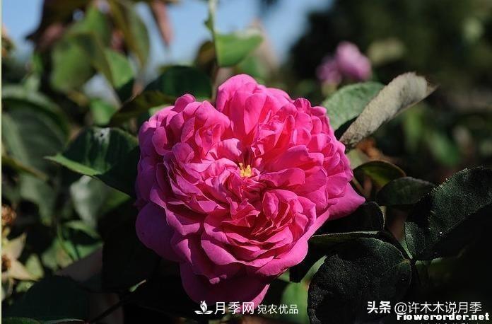 25个丰花浓香的波旁月季。拥有中国血统，不仅抗病还能做花墙(图18)
