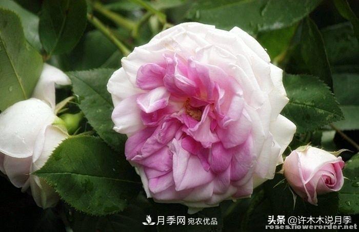 25个丰花浓香的波旁月季。拥有中国血统，不仅抗病还能做花墙(图25)