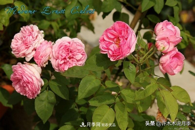 25个丰花浓香的波旁月季。拥有中国血统，不仅抗病还能做花墙(图23)