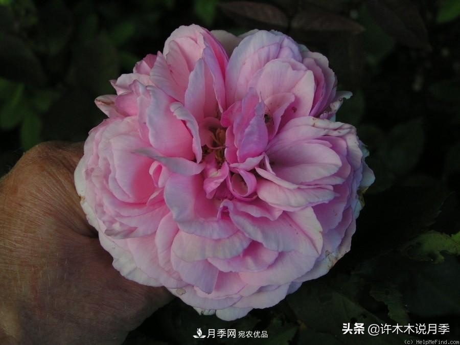 25个丰花浓香的波旁月季。拥有中国血统，不仅抗病还能做花墙(图22)