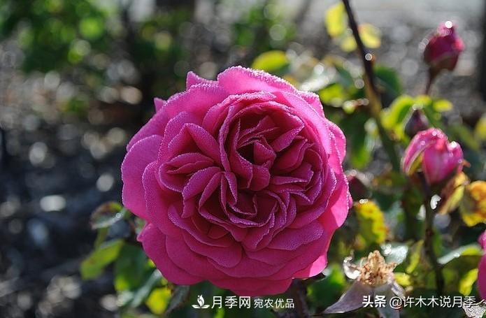 25个丰花浓香的波旁月季。拥有中国血统，不仅抗病还能做花墙(图29)