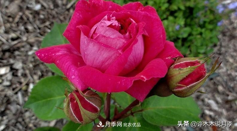 25个丰花浓香的波旁月季。拥有中国血统，不仅抗病还能做花墙(图30)