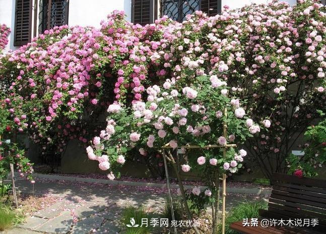 25个丰花浓香的波旁月季。拥有中国血统，不仅抗病还能做花墙(图32)