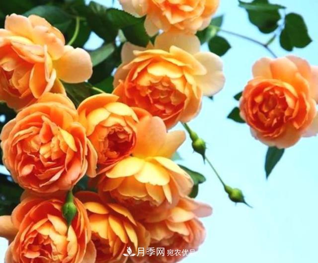 3种“最香月季花”，个个香气四溢、惊艳四座，年年开花(图1)