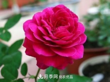 3种“最香月季花”，个个香气四溢、惊艳四座，年年开花(图3)