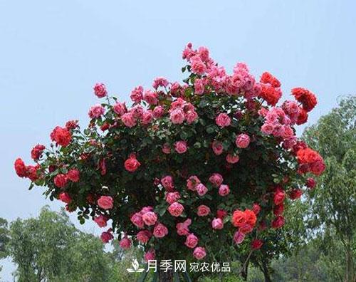 送给新手的月季树种植方法，希望可以帮到植物“杀手”的你(图1)