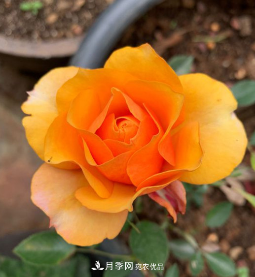 月季选苗这样做 少走弯路买好苗(图1) 月季选苗这样做 少走弯路买好苗(图1)