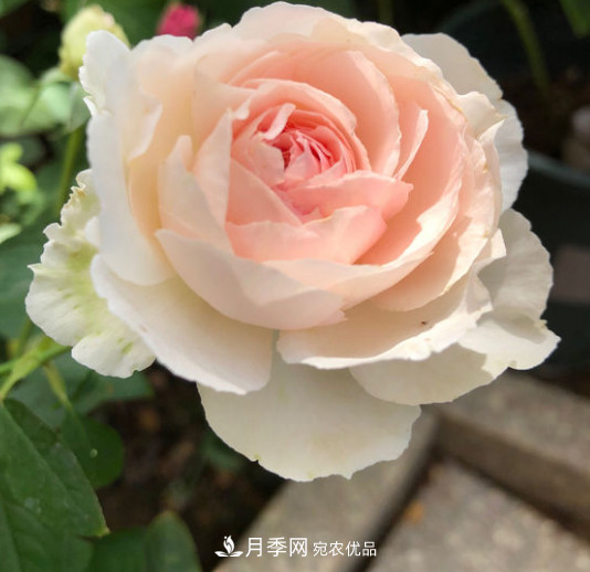 月季选苗这样做 少走弯路买好苗(图2) 月季选苗这样做 少走弯路买好苗(图2)