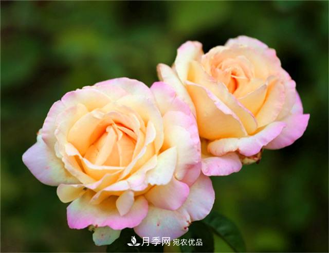 秋天阳台养月季，3个养护要点要掌握，开花又大又艳丽(图4)