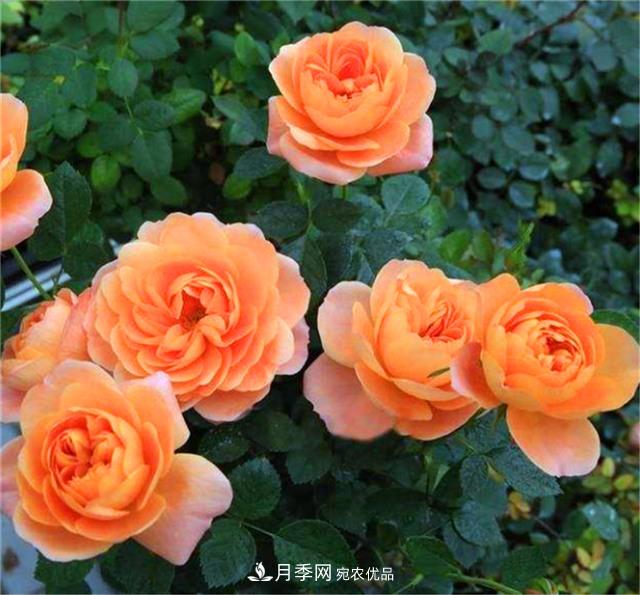 秋天阳台养月季，3个养护要点要掌握，开花又大又艳丽(图3)