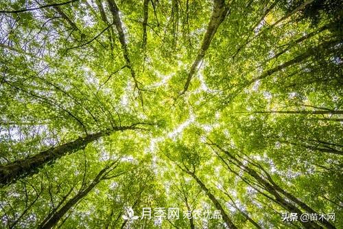 南阳苗木人做好准备，苗木旺季的脚步正在到来(图2)