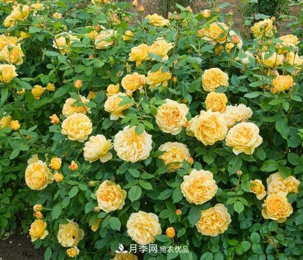 月季最怕“三种”水，避开不黄叶烂根，清香宜人一整年(图1)