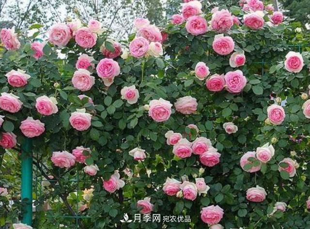 漂亮的藤本月季,庭院必养花卉,打造花园小院(图1) 漂亮的藤本月季,庭院必养花卉,打造花园小院(图1)