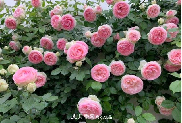 漂亮的藤本月季,庭院必养花卉,打造花园小院(图2) 漂亮的藤本月季,庭院必养花卉,打造花园小院(图2)