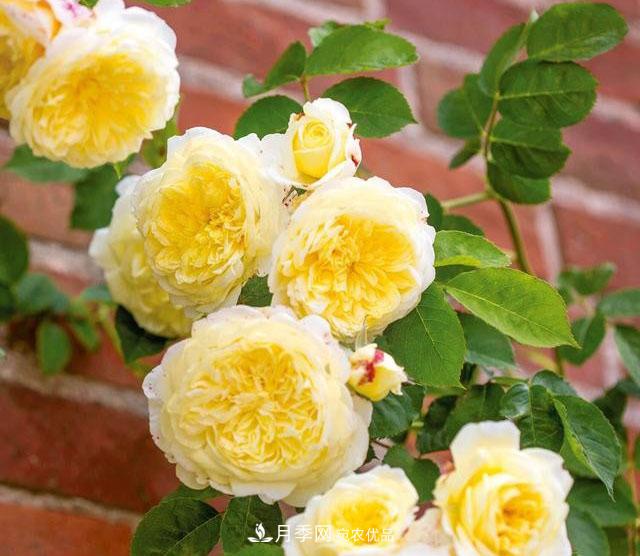 月季地栽好还是盆栽好？无论种哪儿都能爆盆开花(图1)