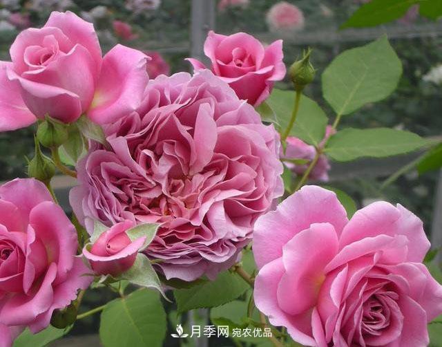 月季地栽好还是盆栽好？无论种哪儿都能爆盆开花(图3)