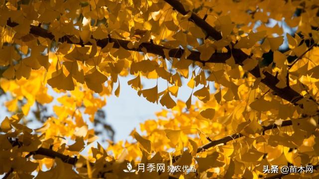 秋季苗木看这几种绿化树，越看越美(图2)