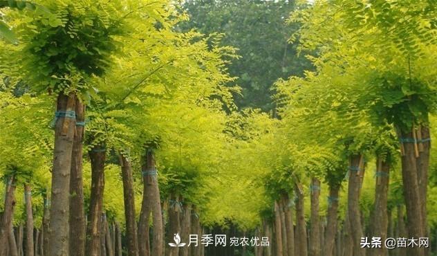 秋季苗木看这几种绿化树，越看越美(图3)