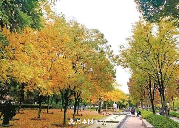 秋叶如花，观赏红叶的苗木，除了红枫，你认识哪几种？(图6)