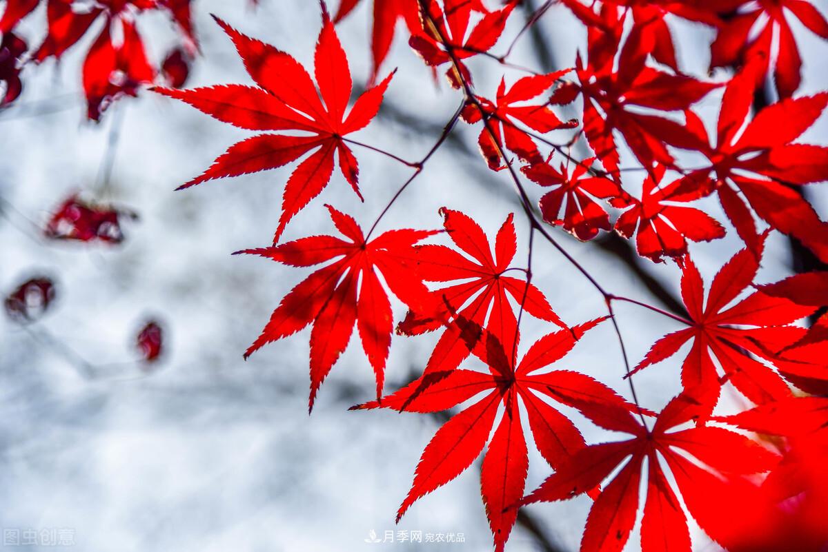 秋叶如花，观赏红叶的苗木，除了红枫，你认识哪几种？(图8)