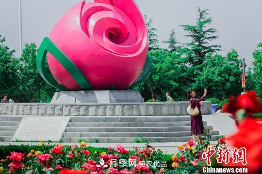 中国月季之都 山东莱州月季花海吸睛(图2) 中国月季之都 山东莱州月季花海吸睛(图2)