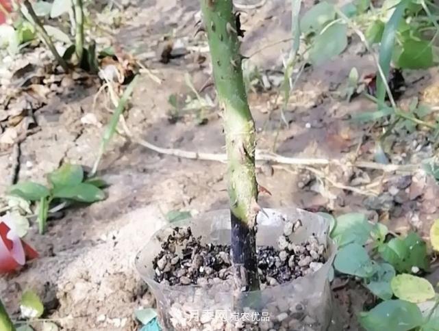 高压月季出现黑杆？你可能“踩了”2个坑，其实高压有方法(图1)