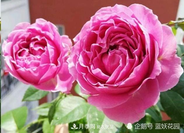 月季冬剪别着急，剪早了比不剪还要糟糕！(图2)