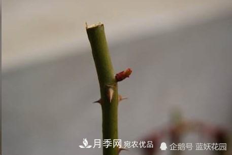 月季冬剪别着急，剪早了比不剪还要糟糕！(图3)