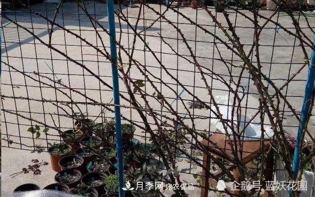 月季冬剪别着急，剪早了比不剪还要糟糕！(图7)