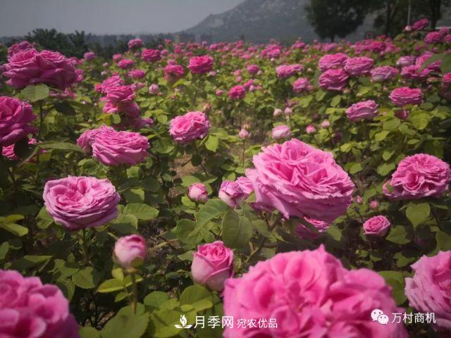 月季花好养活，但要花大花艳您得懂这些知识(图4)