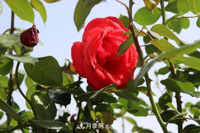 陕西咸阳两寺渡公园百亩月季树绚烂绽放惹人爱(图2)